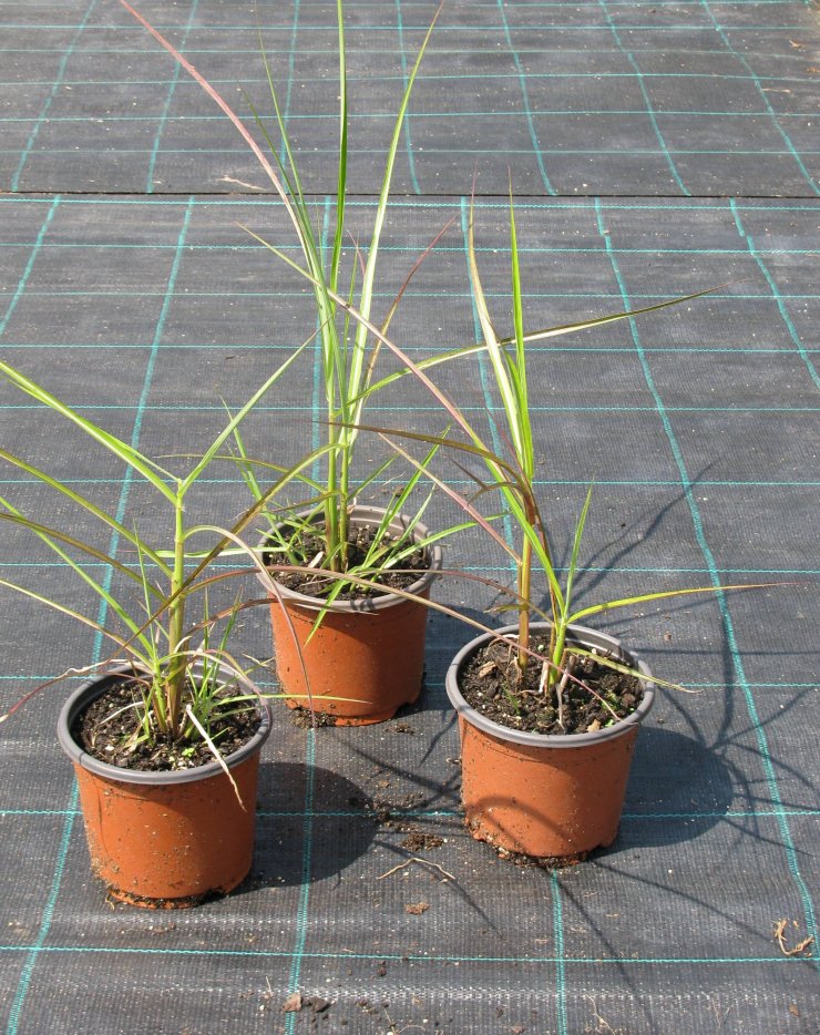 Miscanthus sinensis 'Ferner Osten'